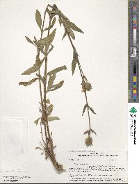 Silene latifolia image