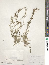 Silene lemmonii image