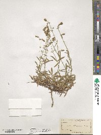 Silene lemmonii image