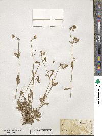 Silene lemmonii image