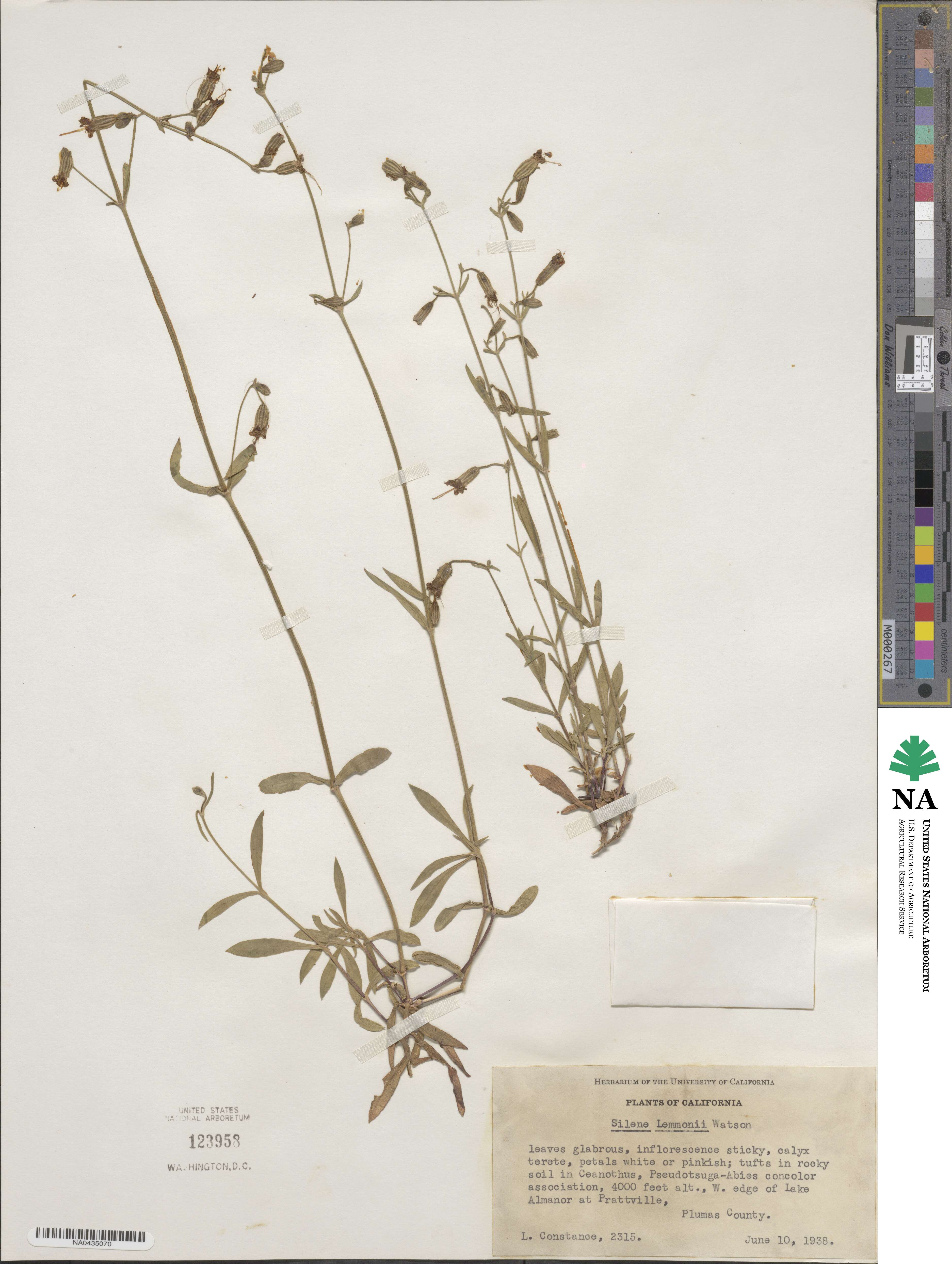 Silene lemmonii image