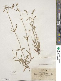 Silene lemmonii image