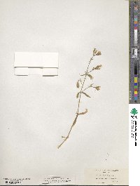 Silene bridgesii image