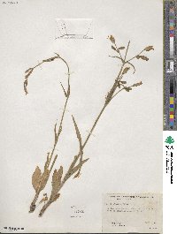 Silene douglasii image