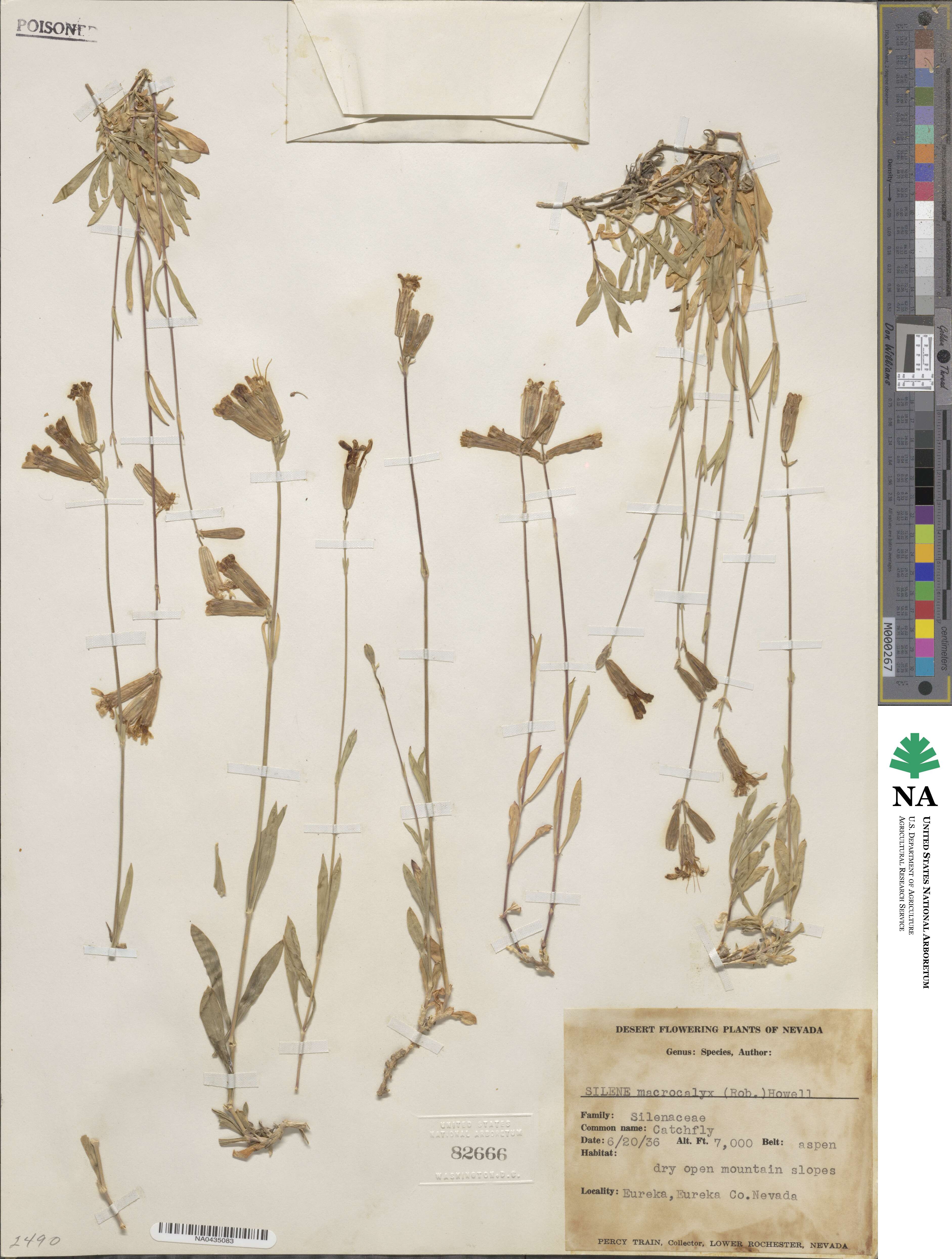 Silene douglasii image