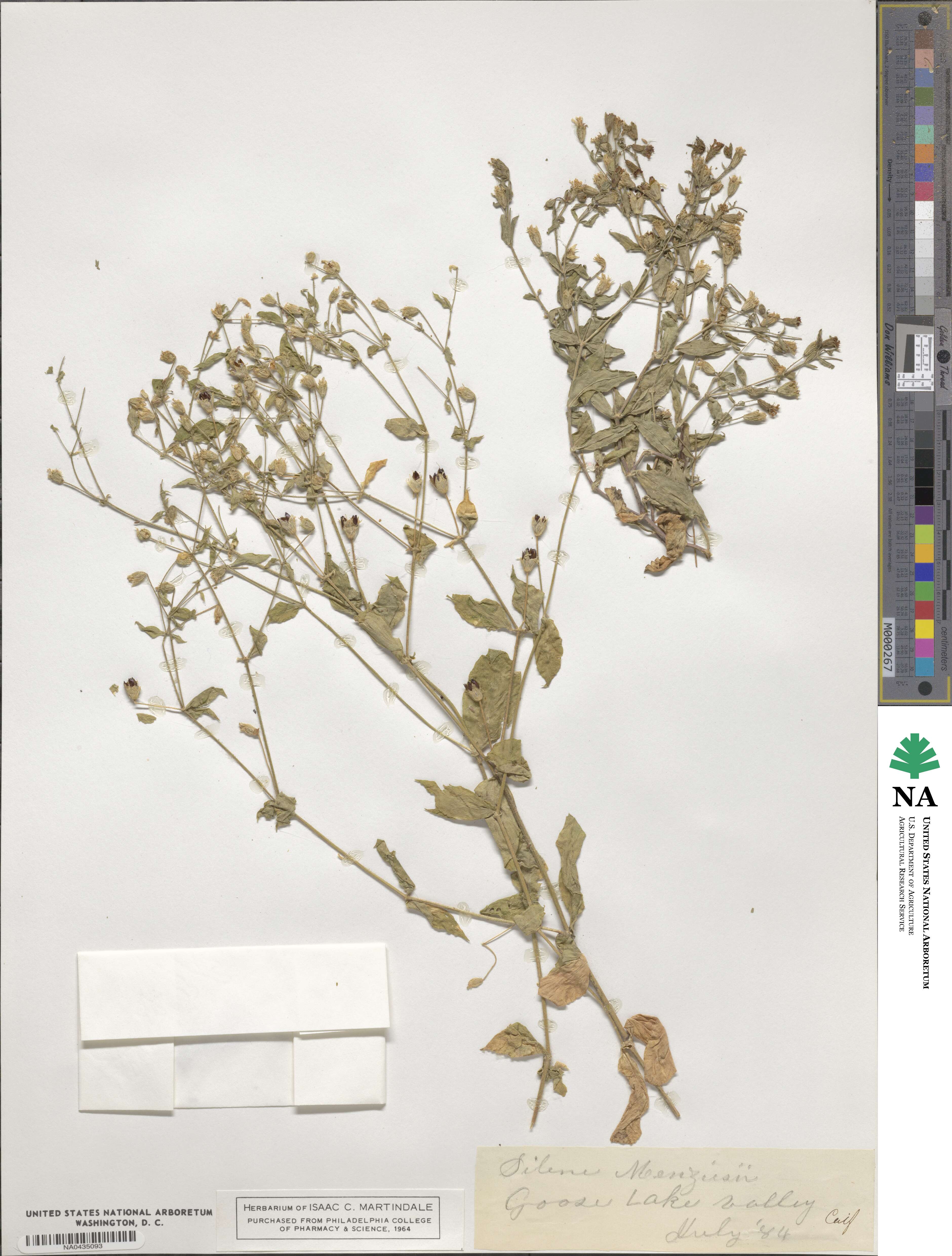 Silene menziesii image