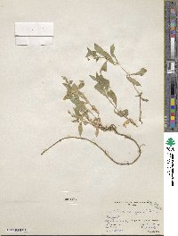 Silene menziesii image