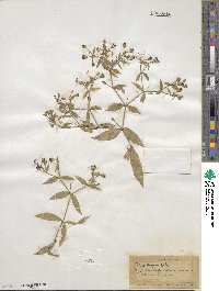 Silene menziesii image