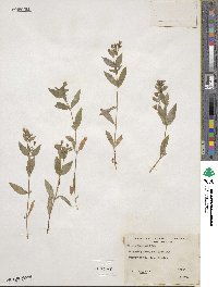 Silene menziesii image