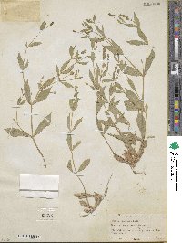 Silene menziesii image