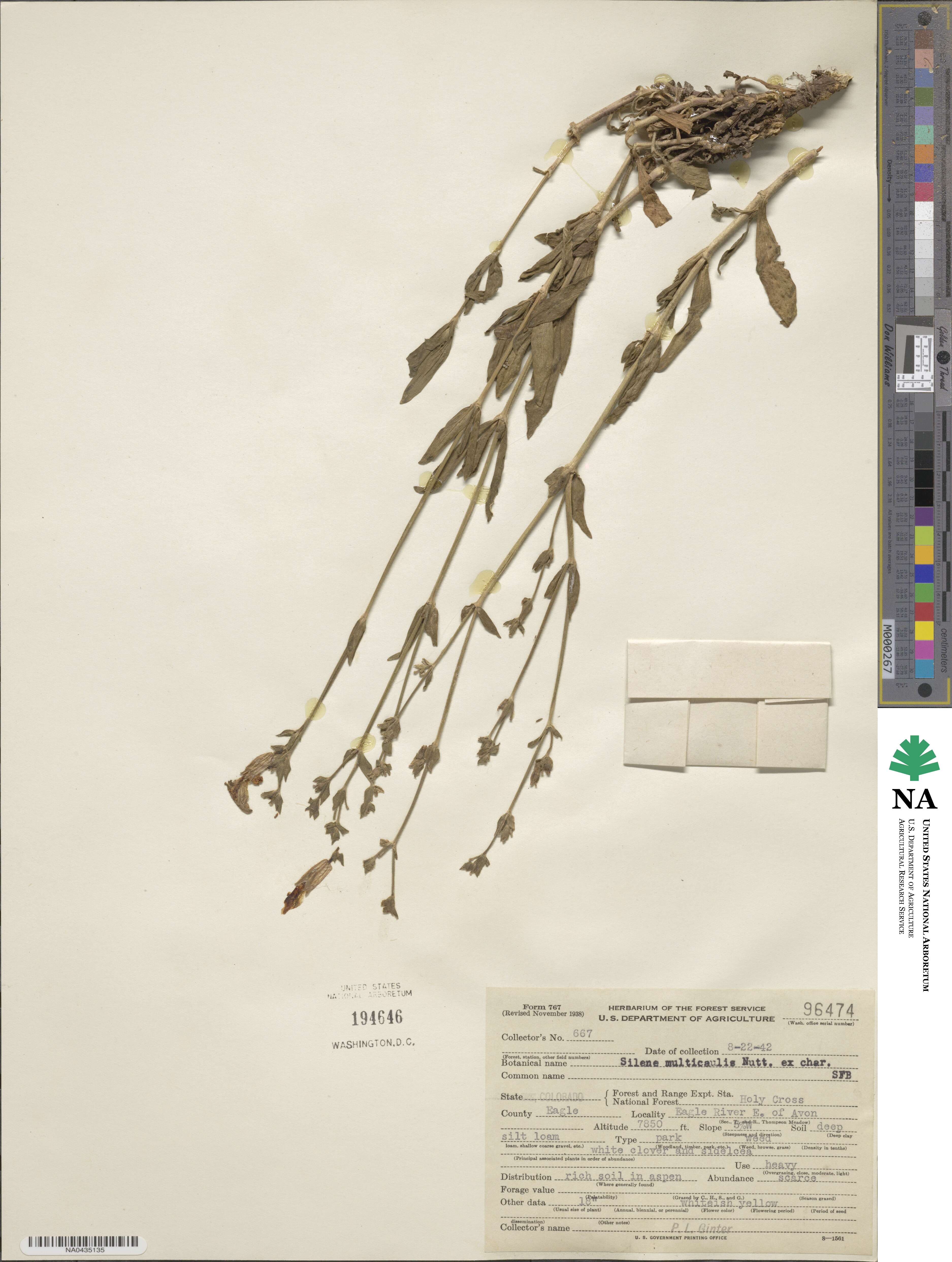 Silene multicaulis image