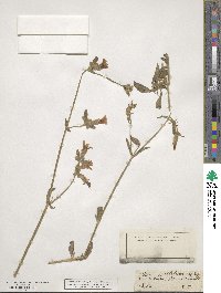 Silene noctiflora image