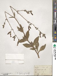 Silene noctiflora image