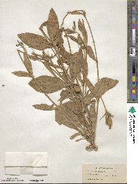 Silene noctiflora image