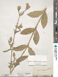 Silene noctiflora image