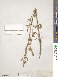 Silene occidentalis image