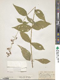 Silene ovata image