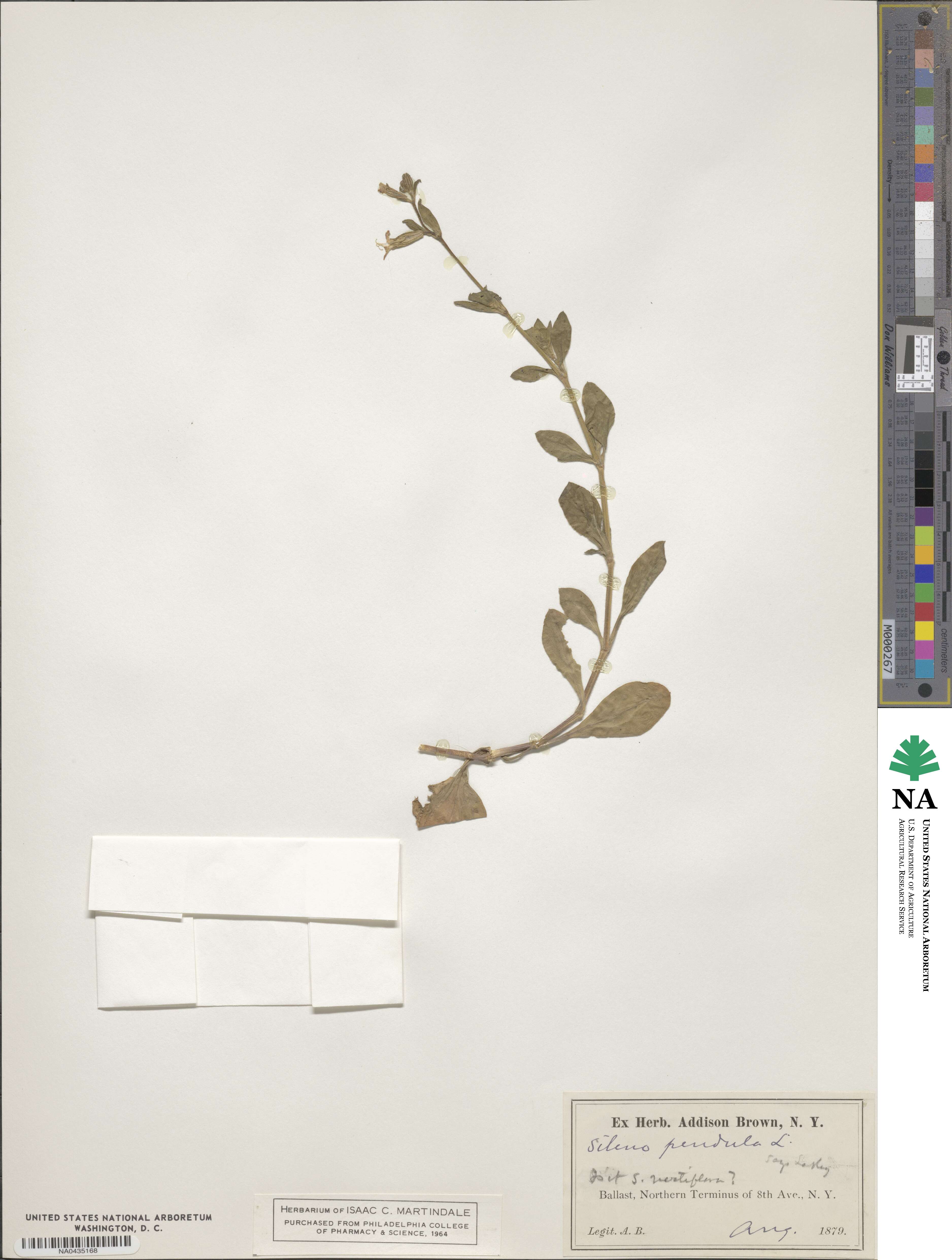 Silene pendula image