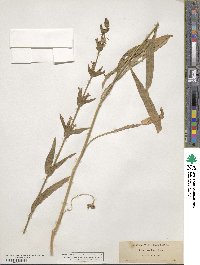 Silene scouleri image