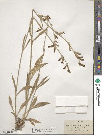 Silene scouleri image