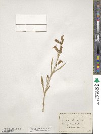 Silene scouleri image