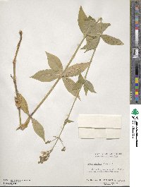 Silene stellata image