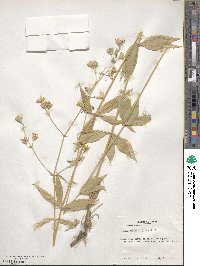 Silene stellata image