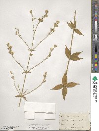 Silene stellata image