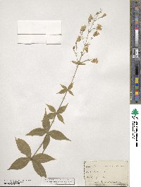 Silene stellata image