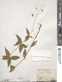 Silene stellata image