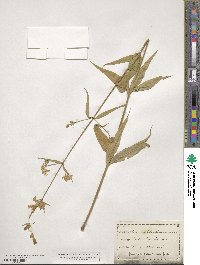 Silene stellata image