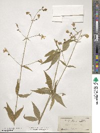 Silene stellata image