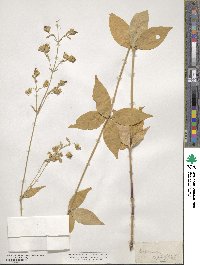 Silene stellata image