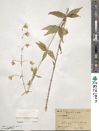 Silene stellata image