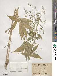 Silene stellata image