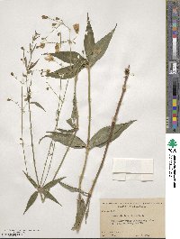 Silene stellata image