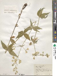 Silene stellata image