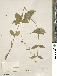 Silene stellata image