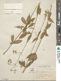 Silene stellata image