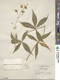 Silene stellata image