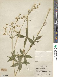 Silene stellata image