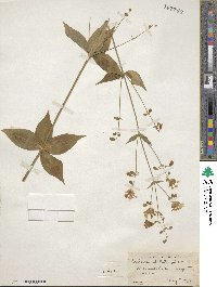 Silene stellata image