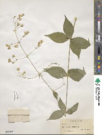 Silene stellata image