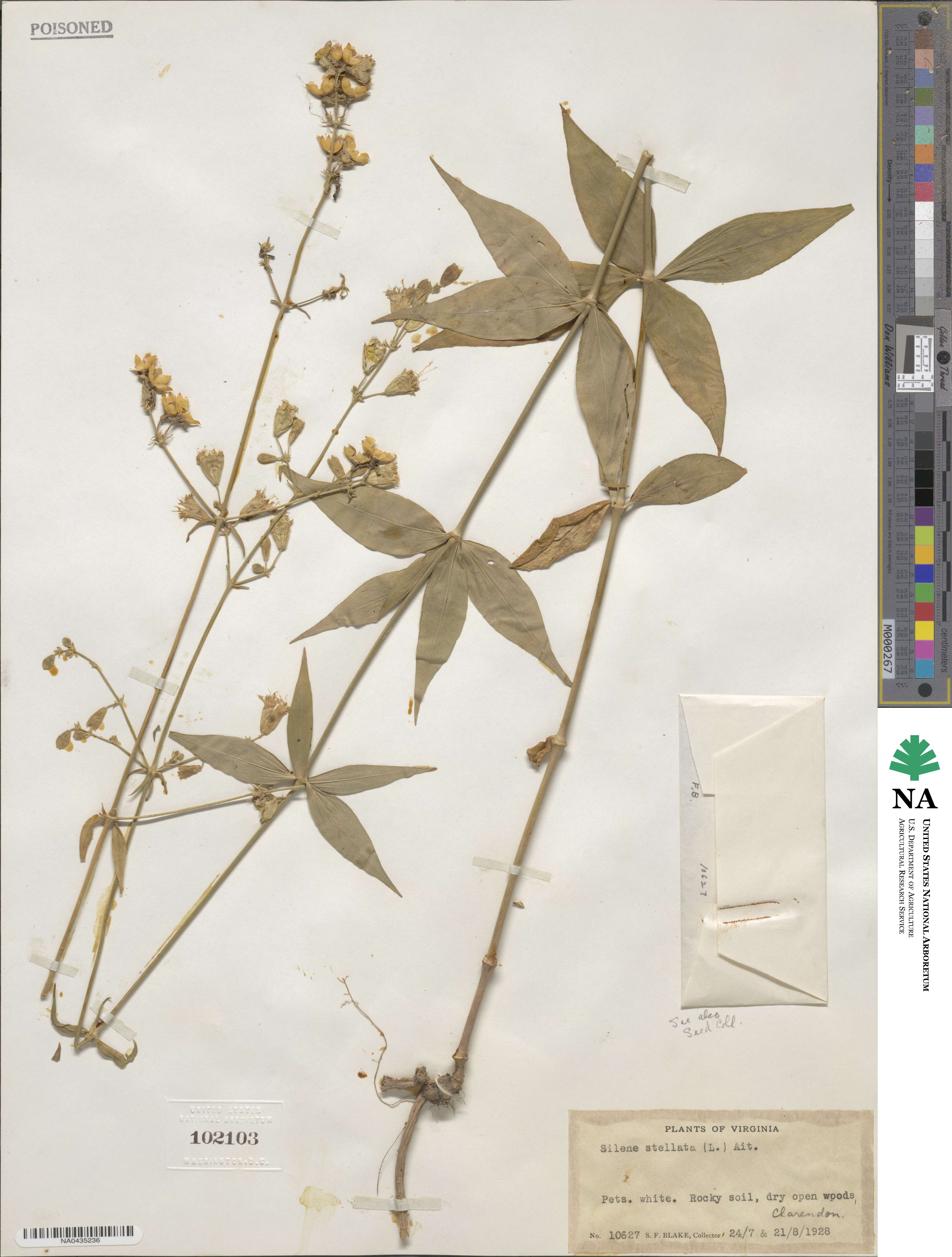 Silene stellata image