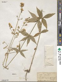 Silene stellata image