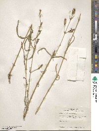 Silene subciliata image