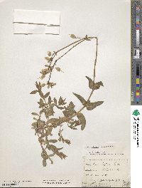 Silene vulgaris image