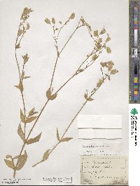 Silene vulgaris image