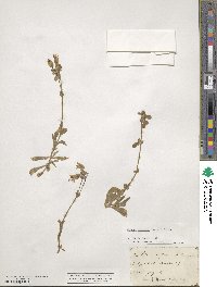 Silene vulgaris image