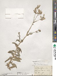 Silene vulgaris image